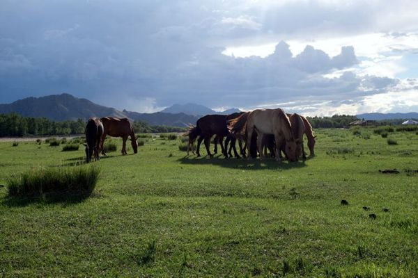 horses