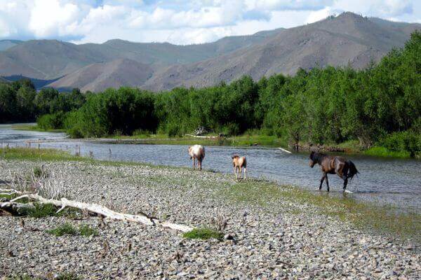 mongolia horses 062